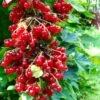 Rolam Red Currant -Alpha Shop red currant 4 1