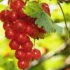 Rosetta Red Currant -Alpha Shop red currant