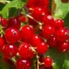 Tatran Red Currant -Alpha Shop red currant 2