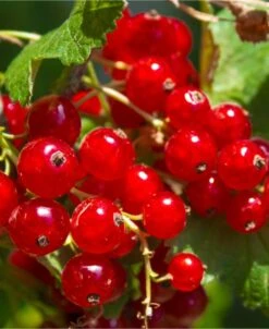 Tatran Red Currant