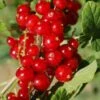 Cascade Red Currant 1 Cascade Red Currant -Alpha Shop red currant 5