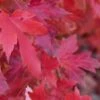 Red Sunset® Maple Tree -Alpha Shop redsunsetmaple