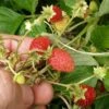 Regina Alpine Strawberry 1 Regina Alpine Strawberry -Alpha Shop regina
