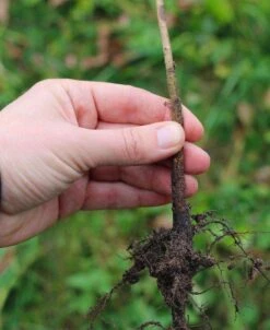 EMLA 26 Apple Rootstock