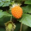 Salmonberry -Alpha Shop salmonberry