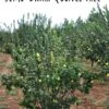 Claribel Quince -Alpha Shop semi dwarf quince tree 1