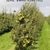 Nye Russet Barlett European Pear -Alpha Shop semi dwarf pear tree 5
