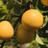 Combo Asian Pear Tree (4 Varieties) -Alpha Shop shinseki asian pear