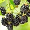 Cascade Blackberry 1 Cascade Blackberry -Alpha Shop shutterstock 1006064419 1