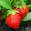 Holiday Strawberry -Alpha Shop shutterstock 104995331 1
