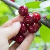 Combination Cherry Tree (5 Varieties) -Alpha Shop shutterstock 105168959 5d084631 6e6c 4241 80ba 5afb92f1e4f1 1