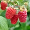 Heritage Raspberry Bundle (5 Plants) -Alpha Shop shutterstock 106618970 1 6f035060 35c3 4a81 be93 9f932e425945