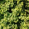 Willamette Hops -Alpha Shop shutterstock 113807377 1
