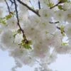 Mt. Fuji Flowering Cherry -Alpha Shop shutterstock 1372338206 1