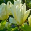 Elizabeth Magnolia -Alpha Shop shutterstock 1383157025 1