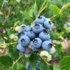 Jersey Blueberry 2 Jersey Blueberry -Alpha Shop shutterstock 1419055868 2 1