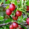 Tixia Gooseberry -Alpha Shop shutterstock 1458321413 1