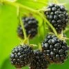 Cascade Trailing Blackberry -Alpha Shop shutterstock 150412592 1