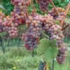 Gewurtztraminer Wine Grape -Alpha Shop shutterstock 154690013 1