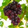 Reliance Grape -Alpha Shop shutterstock 1591732633 1