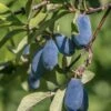 Blue Bird Honeyberry -Alpha Shop shutterstock 1665935902 1
