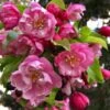 Pink Cloud Crabapple -Alpha Shop shutterstock 1689034981 1