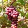 Flame Seedless Grape 2 Flame Seedless Grape -Alpha Shop shutterstock 2104746380 1