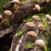 Shiitake Mushroom (100 Dowels) -Alpha Shop shutterstock 227708122 1