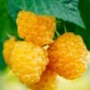 Fall Gold Raspberry -Alpha Shop shutterstock 298186934 1