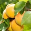Gold Kist Apricot -Alpha Shop shutterstock 298548980 1