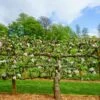 2 Tier Apple Espalier Combo Tree (2 Varieties) -Alpha Shop shutterstock 310804814 1