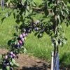 Prune D'Ente 707 European Plum -Alpha Shop shutterstock 35830549 1 1