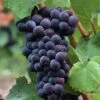 Pinot Noir #374 Grape -Alpha Shop shutterstock 37195030 1