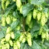 Tettnang Hops -Alpha Shop shutterstock 458723932 1