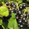 Hill's Kiev Select Black Currant -Alpha Shop shutterstock 49326529 1