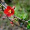 Crimson And Gold Flowering Quince -Alpha Shop shutterstock 49849171 1