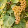 Sauvignon Blanc Grape -Alpha Shop shutterstock 609197756 1