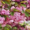 Kwanzan Flowering Cherry 2 Kwanzan Flowering Cherry -Alpha Shop shutterstock 70266937 kwanzan blossoms 2 1