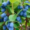 Blue Pagoda™ Honeyberry -Alpha Shop shutterstock 723311164 1
