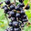 Risager Black Currant -Alpha Shop shutterstock 75304882 1