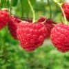 Boyne Raspberry