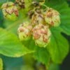 Nugget Hops -Alpha Shop shutterstock 775507207 1