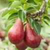 Red Clapps European Pear 2 Red Clapps European Pear -Alpha Shop shutterstock 97703081 1