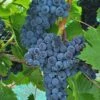 Muscat Of Norway Grape -Alpha Shop shutterstock image 3 1