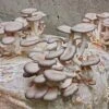 Oyster Mushroom Kit