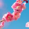 Peggy Clark Flowering Apricot -Alpha Shop shutterstock 1061245775