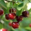 Hudson Cherry -Alpha Shop shutterstock 109532414hudson
