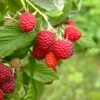 Caroline Raspberry Bundle (5 Plants) 2 Caroline Raspberry Bundle (5 Plants) -Alpha Shop shutterstock 1128998837 1acf3e08 26d9 4d05 ae3c ca5bcef7f0a3