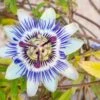 Blue Crown Passionflower -Alpha Shop shutterstock 1141041311