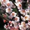 Bungo Flowering Apricot -Alpha Shop shutterstock 1158646051